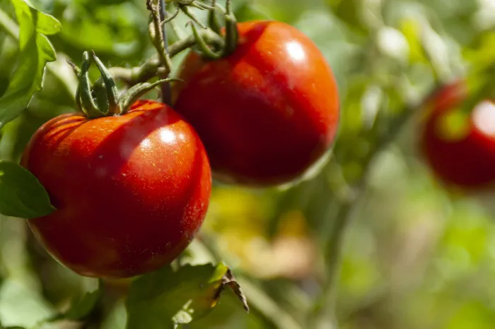 Врач рассказала о доступном продукте, который снижает уровень холестерина в крови