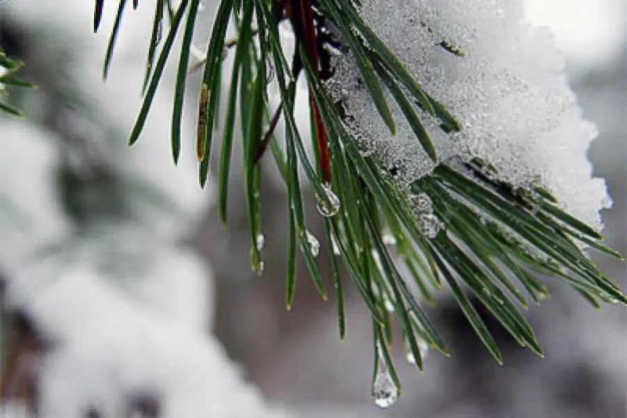 До +4 °C и мокрый снег: синоптики рассказали о погоде на предстоящую неделю