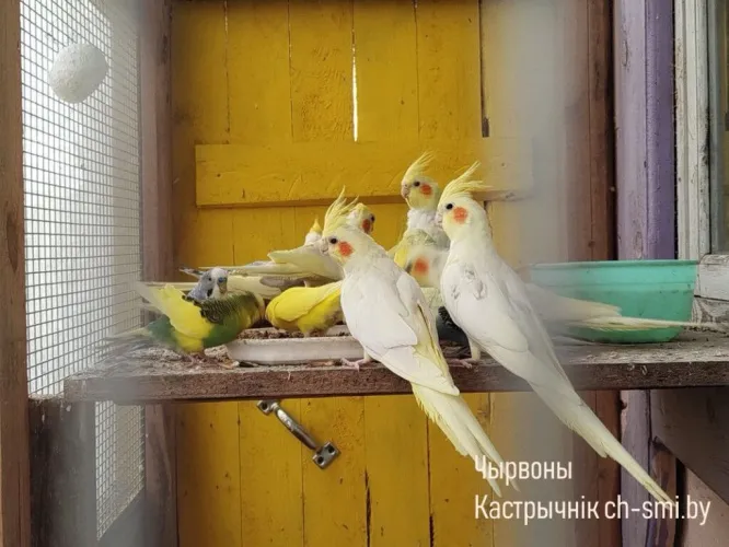 В Октябрьском зоопарке появились очаровательные птицы семейства какаду – кореллы
