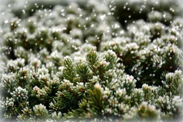 Мокрый снег и до +3°C ожидается в Гомеле 25 января