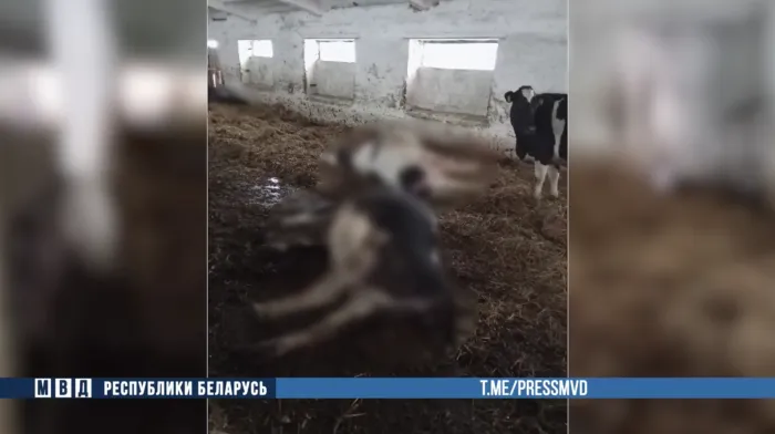 Служебная халатность в Светлогорском районе привела к гибели скота