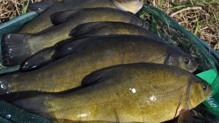 Почти 14 килограммов: уголовное дело заработал добрушанин за незаконный лов рыбы