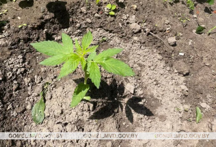 В Речице задержали наркоагронома, который выращивал у себя на огороде коноплю