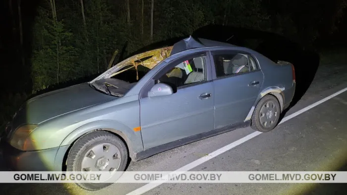 В Житковичском районе автомобиль столкнулся с лосем, пострадала пассажирка и ее 6-летняя дочь