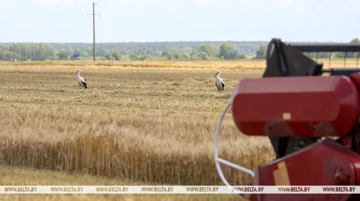 В Беларуси намолотили более 96 тысяч тонн озимого ячменя