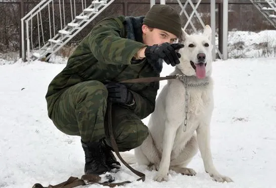Гомельчанин Виталий Муженко уже полтора года проводит курсы по дрессировке собак и мечтает построить вольеры для содержания брошенных животных