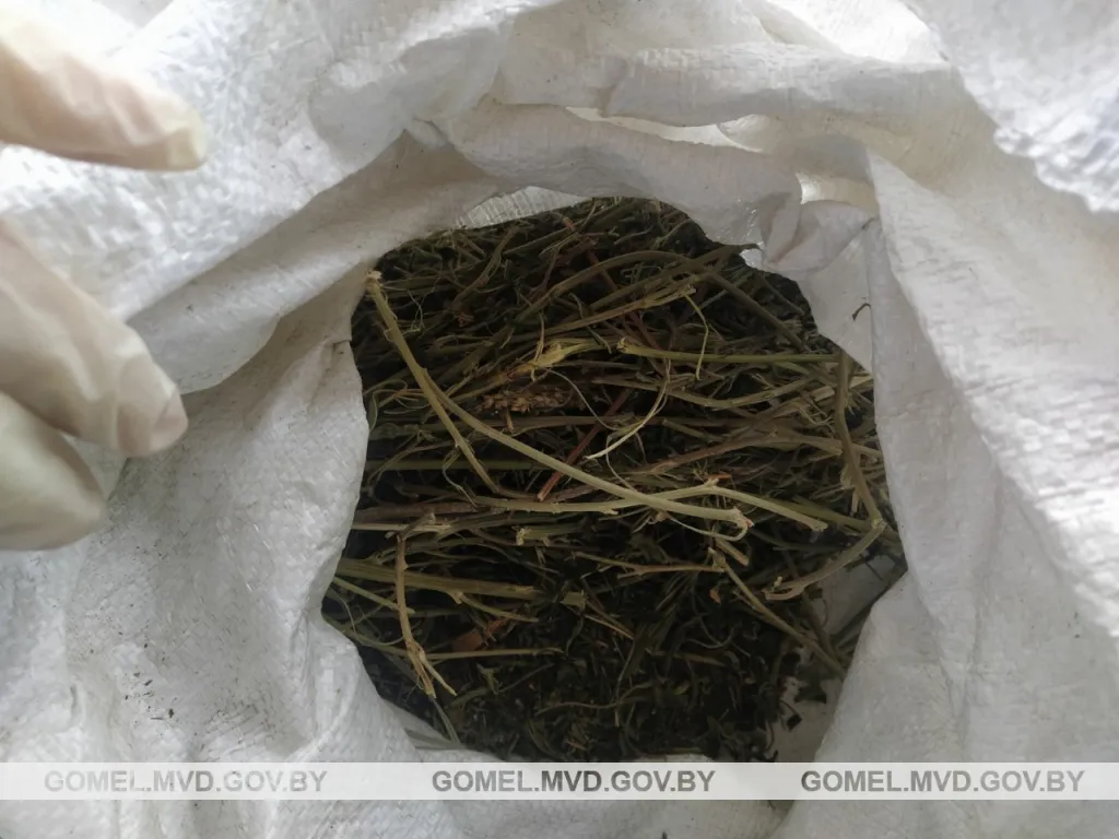 Задержан гомельчанин, который торговал марихуаной и хранил ее дома