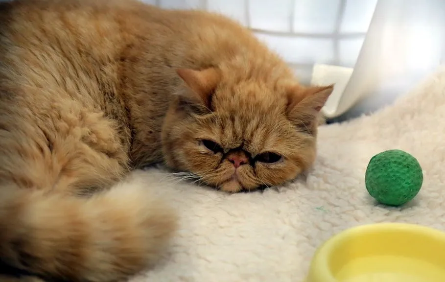 Выставка котов и кошек