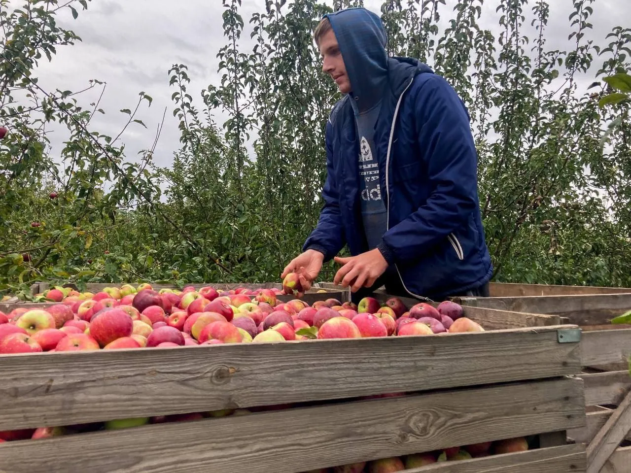 Студенческие сельскохозяйственные отряды Гомеля помогают в уборке яблок в КСУП «Брилево»