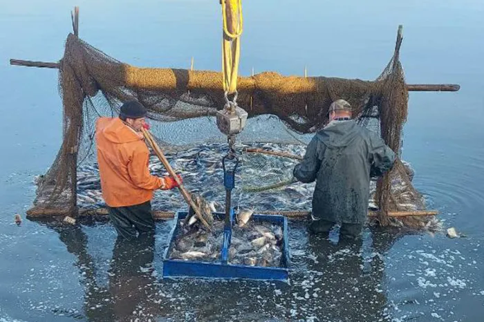 Карпом двухлеткой БООР зарыбило Днепро-Брагинское водохранилище в Лоевском районе. На ПМЖ выпустили 19 000 особей