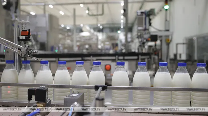 Валовое производство молока в Беларуси выросло на 6,5%