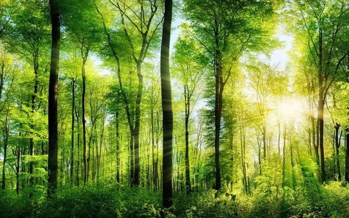 WOOD INNOVATION: Минлесхоз предлагает поучаствовать в экоконкурсе