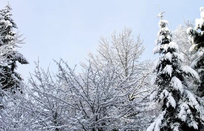 Ночью осадки, слабый туман и до +2°C ожидается в Гомеле 28 декабря
