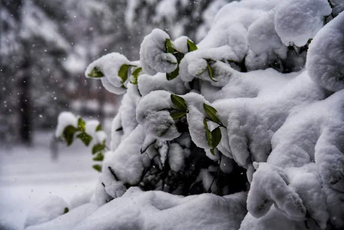Облачно и до -7°C ночью ожидается в Гомеле 9 декабря