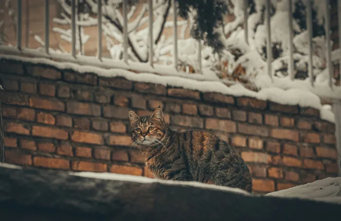 8 февраля в Гомеле ожидаются слабый туман и гололедица