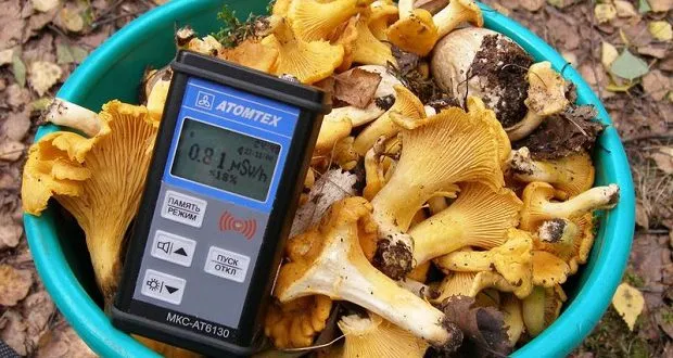 Грибы из Калинковичского района в 36 раз превысили норму радиационного загрязнения