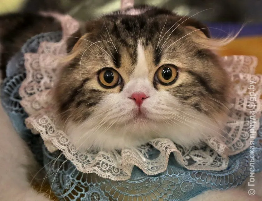 Выставка кошек в Гомеле