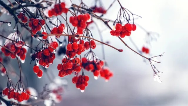 Облачно с прояснениями и до +1°C будет в Гомеле 21 января