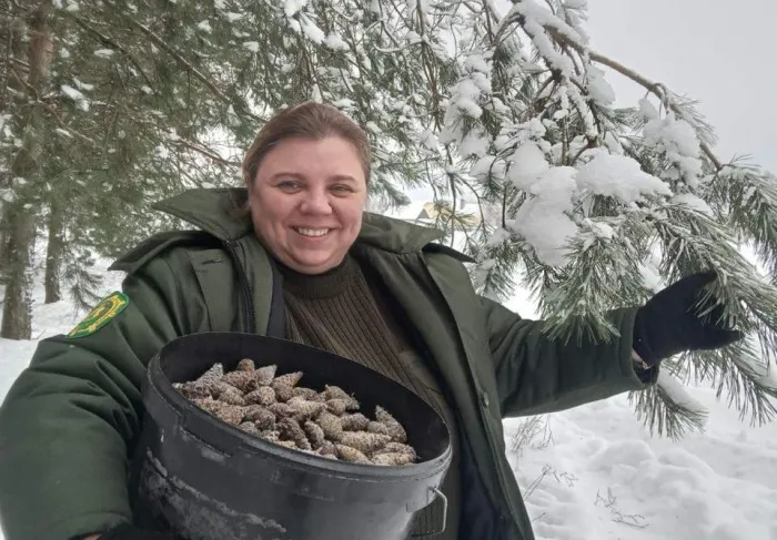 В этом году Лоевский лесхоз планирует заготовить четыре тонны шишек, получить около 40 килограммов семян