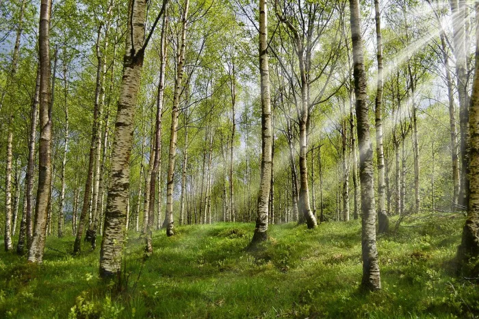 Как уберечься от укусов клещей? Объясняет специалист