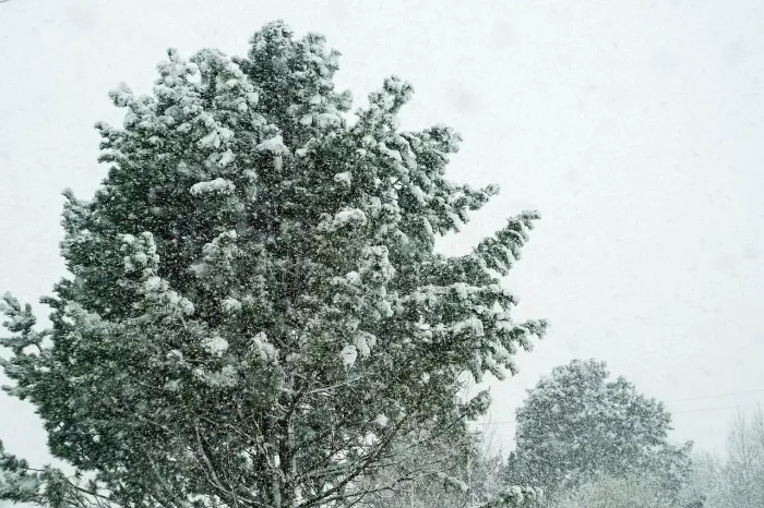 Снег и до -8°C ночью ожидается в Гомеле 8 декабря