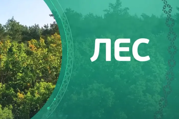 Сокровища земли Гомельской. Лес