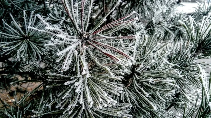 Осадки и до +4°C ожидается в Гомеле 27 декабря