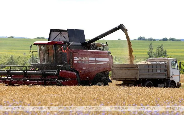 Озимый ячмень в Беларуси убран почти на 93% площадей