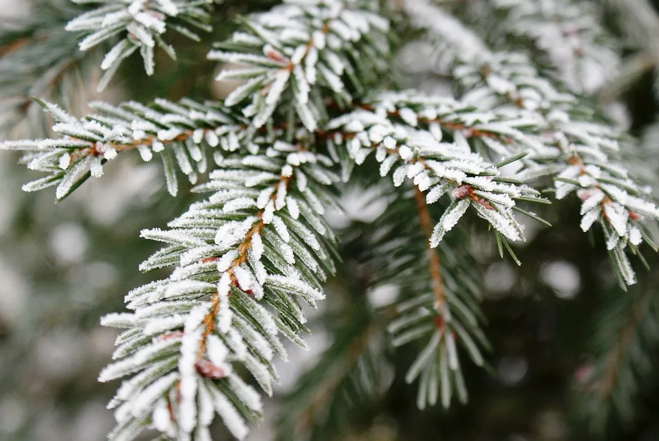 Мокрый снег и -3°C ожидаются в Гомеле 23 декабря