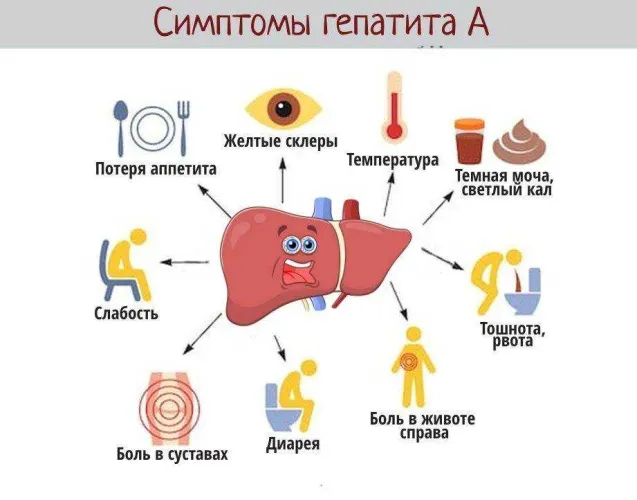 Вирусный гепатит А. Что надо знать, чтобы не заболеть