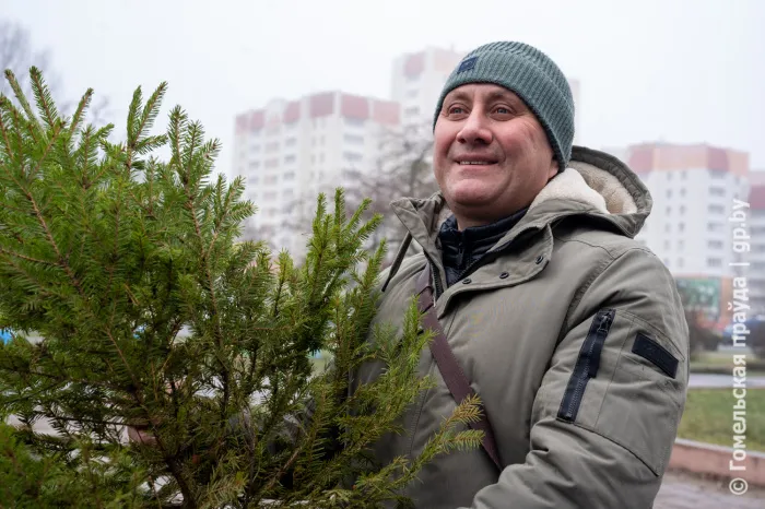 Где в Гомеле можно купить живые ели и сосенки