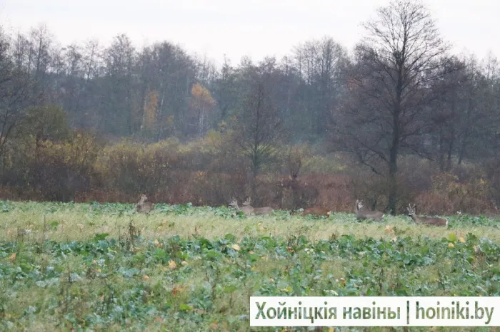 Фотофакт: косули гуляют в Хойникском районе