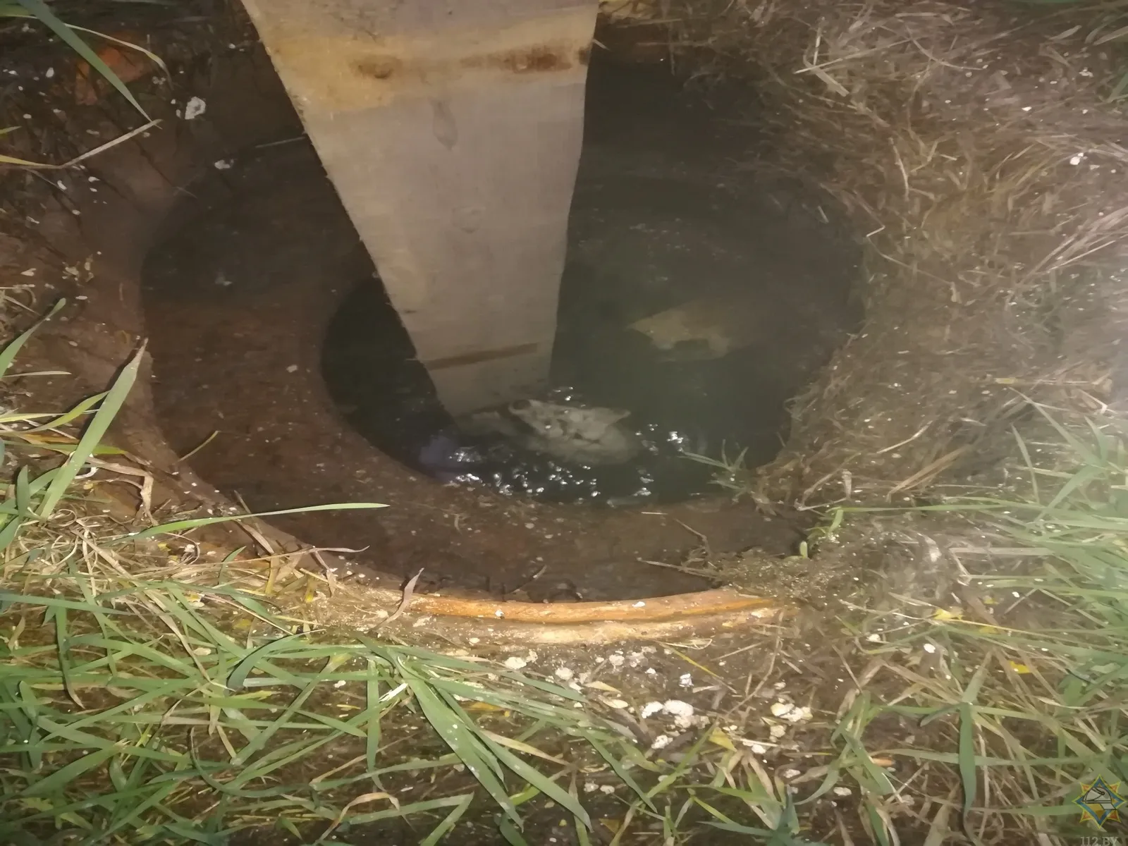 В Рогачевском районе собака упала в колодец с водой: понадобилась помощь спасателей