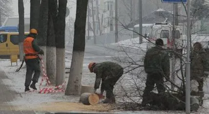 На Кирова и Волотовской пилят деревья