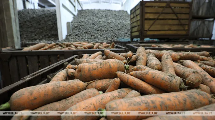 Уровень самообеспечения по основным видам сельхозпродукции в Беларуси ежегодно превышает 100%