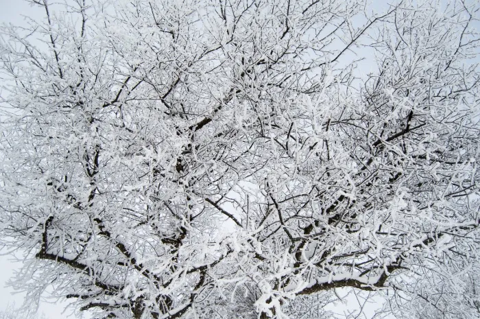 Осадки и до -5°C ночью ожидается в Гомеле 29 ноября