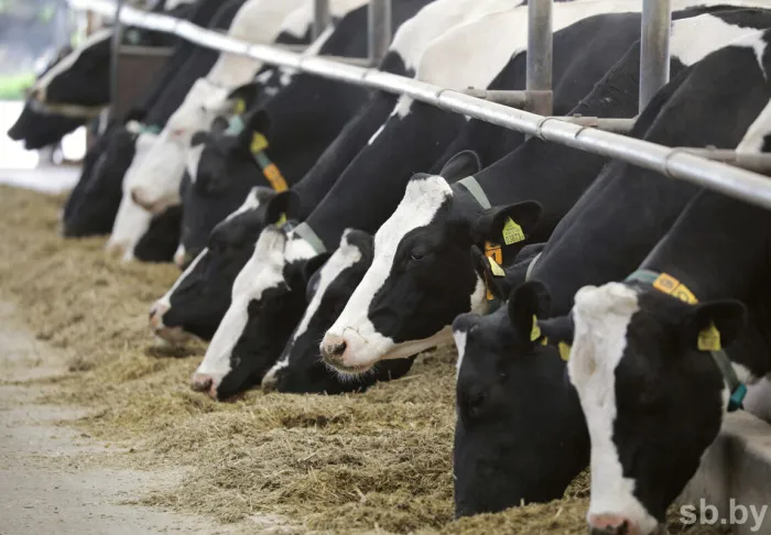 В Беларуси выросло производство всех видов животноводческой продукции