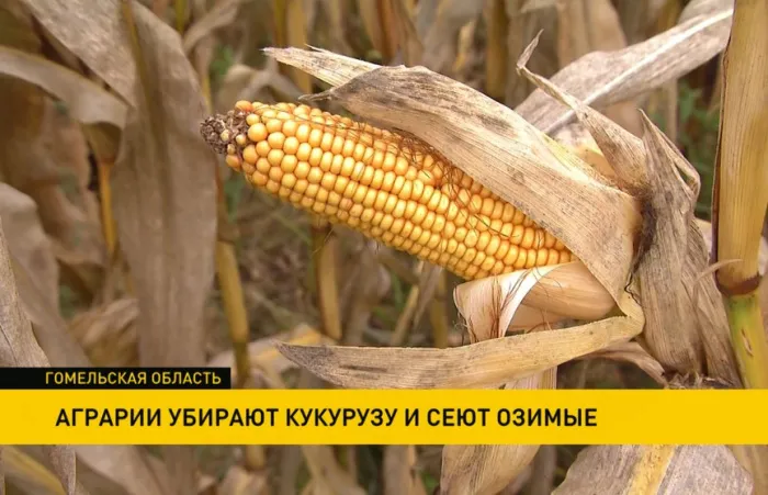 В Гомельской области аграрии убирают кукурузу и сеют озимые