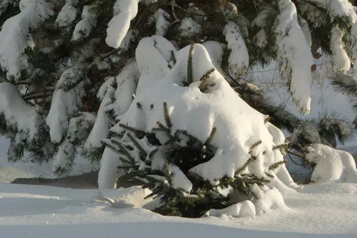 Осадки и до -7°C ночью ожидается в Гомеле 30 ноября