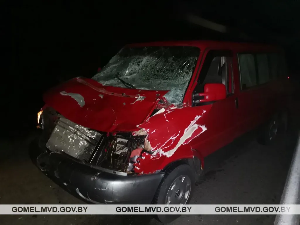 В Речицком районе водитель сбил лося, но на этом неприятности не закончились