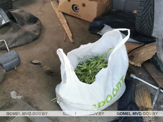 В Наровлянском районе задержали трех мозырян с пакетом марихуаны