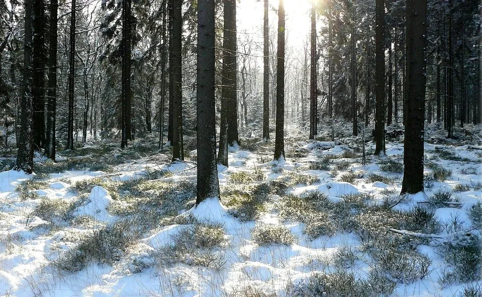 3 февраля в Гомеле будет без существенных осадков и до -9°C