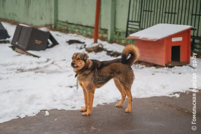 Погода в Гомеле 20 февраля