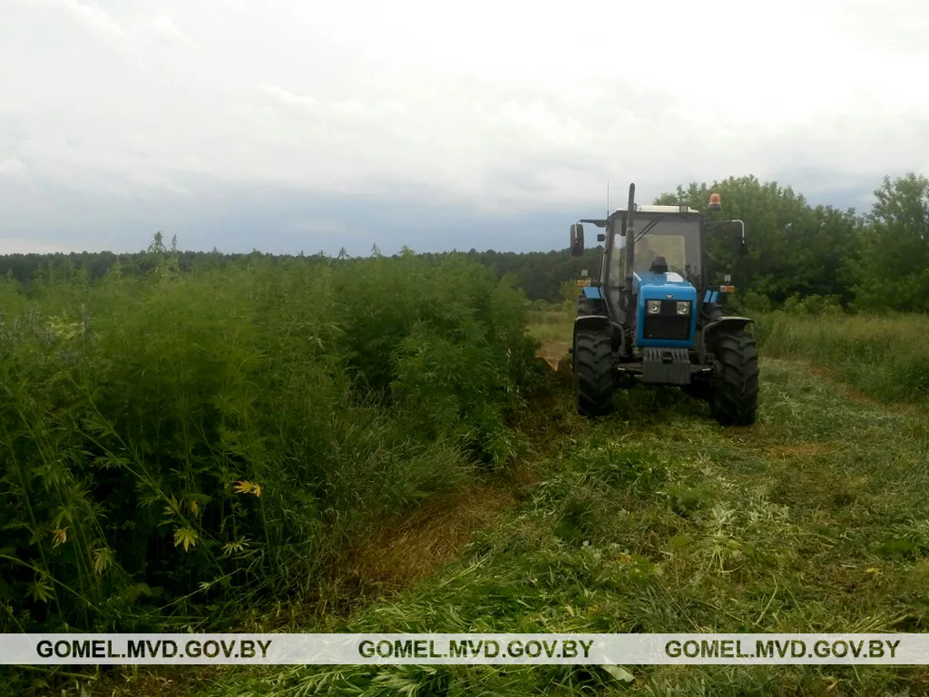В Буда-Кошелёвском районе уничтожили полгектара конопли