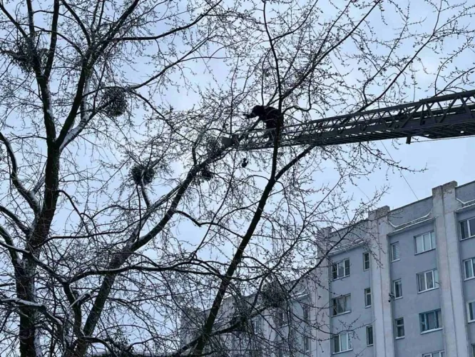 В Гомеле спасатели оказали помощь голубю