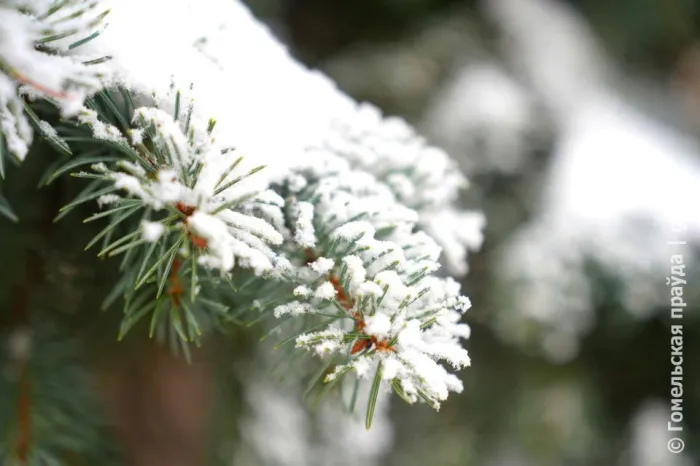 Снег и до -8°C ночью ожидается в Гомеле 10 января