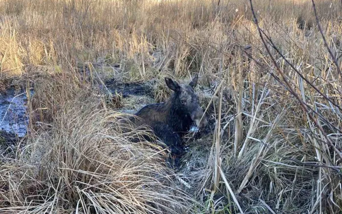 В Житковичском районе спасатели достали лося из болота