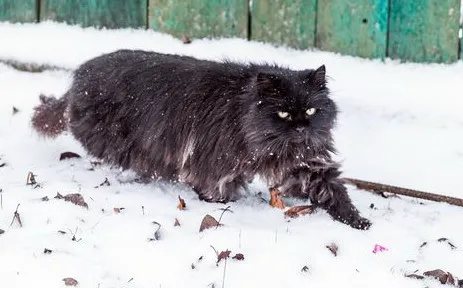 фотоБУДА-КОШЕЛЕВОрепортаж