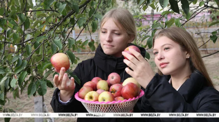 Яблочко от школы недалеко падает. Как в Жлобинском районе учат детей ухаживать за плодовыми садами