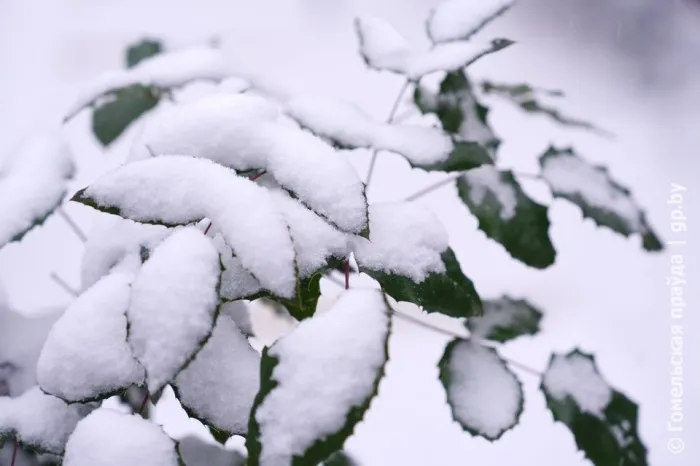 Облачно и до -18°C ночью ожидается в Гомеле 8 января